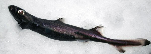 Etmopterus spinax_074.jpg